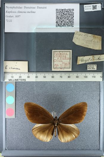 Media type: image;   Entomology 161137